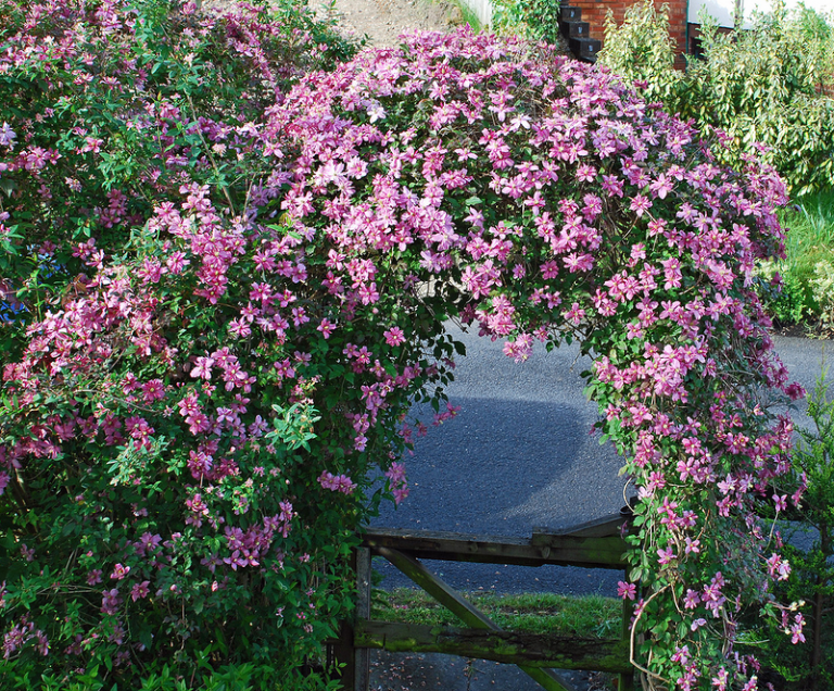 Садовые лианы многолетние цветущие фото