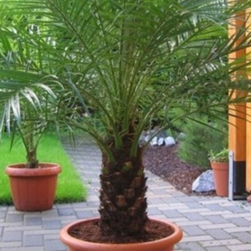 Идеальные условия для финиковой пальмы