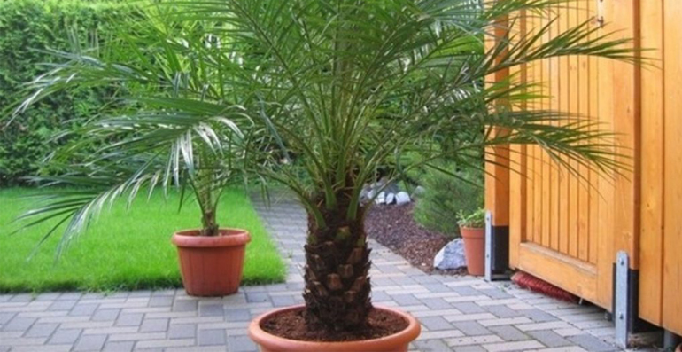 Как вырастить финиковую пальму из семечки