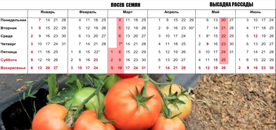 Календарь посева семян на май. Время посева семян на рассаду в домашних условиях таблица. График посева семян на март. Сроки посева семян на рассаду в Удмуртии. Календарь посадок на июнь.