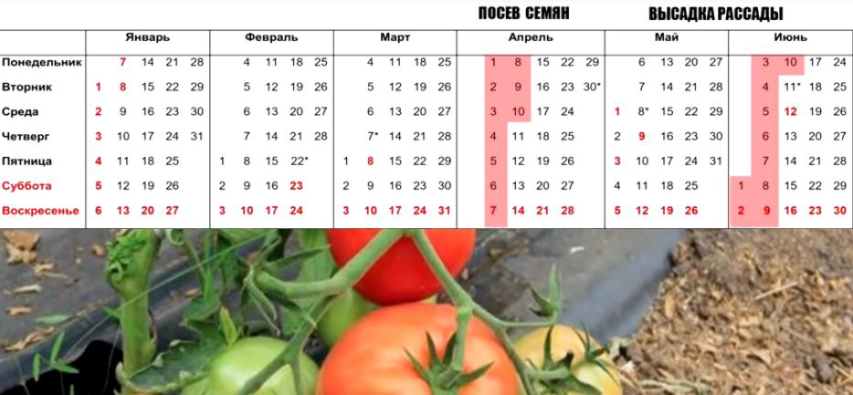 Календарь посадки на март месяц 2024. Календарь посадки рассады. Календарь посева семян на рассаду в 2024 году. Календарь посева пеларгонии семенами на рассаду. Календарь посадок на 2024 год Республика Алтай.