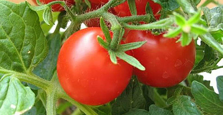 17 особенностей выращивания томатов в теплице